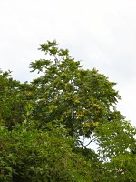 summer photograph Hemelboom__Ailanthus_altissima__Tree_of_heavenimg_1342.jpg