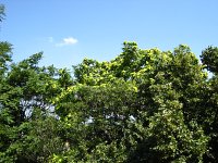 summer photograph Hemelboom__Ailanthus_altissima__Tree_of_heavenimg_1418.jpg