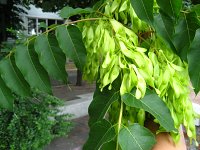summer photograph Hemelboom__Ailanthus_altissima__Tree_of_heavenimg_1436.jpg