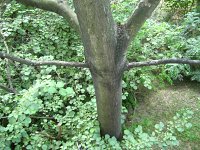 summer photograph Hemelboom__Ailanthus_altissima__Tree_of_heavenimg_1437.jpg