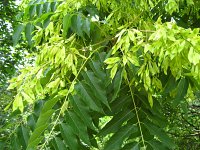 summer photograph Hemelboom__Ailanthus_altissima__Tree_of_heavenimg_1438.jpg