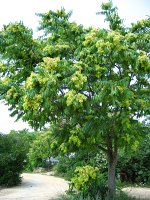summer photograph Hemelboom__Ailanthus_altissima__Tree_of_heavenimg_1479.jpg