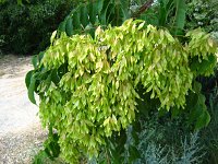 summer photograph Hemelboom__Ailanthus_altissima__Tree_of_heavenimg_1480.jpg