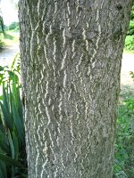 summer photograph Hemelboom__Ailanthus_altissima__Tree_of_heavenimg_1481.jpg