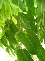 summer photograph Hemelboom__Ailanthus_altissima__Tree_of_heavenimg_1482.jpg