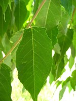 summer photograph Hemelboom__Ailanthus_altissima__Tree_of_heavenimg_1483.jpg