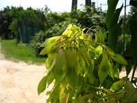 summer photograph Hemelboom__Ailanthus_altissima__Tree_of_heavenimg_1484.jpg