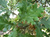 summer photograph Hongaarse_Eik__Quercus_frainetto__Hungarian_oakimg_1088.jpg