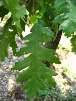summer photograph HongaarsexMos_Eik__Quercus_frainettoxcerris__HungarianxTurkey_oakimg_1093.jpg