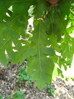 summer photograph HongaarsexMos_Eik__Quercus_frainettoxcerris__HungarianxTurkey_oakimg_1094.jpg