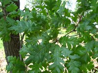 summer photograph HongaarsexMos_Eik__Quercus_frainettoxcerris__HungarianxTurkey_oakimg_1095.jpg