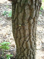 summer photograph HongaarsexMos_Eik__Quercus_frainettoxcerris__HungarianxTurkey_oakimg_1096.jpg