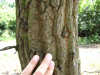 summer photograph HongaarsexMos_Eik__Quercus_frainettoxcerris__HungarianxTurkey_oakimg_1097.jpg