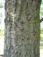 summer photograph HongaarsexMos_Eik__Quercus_frainettoxcerris__HungarianxTurkey_oakimg_1098.jpg