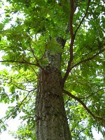 summer photograph HongaarsexMos_Eik__Quercus_frainettoxcerris__HungarianxTurkey_oakimg_1099.jpg