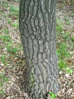 summer photograph HongaarsexMos_Eik__Quercus_frainettoxcerris__HungarianxTurkey_oakimg_1110.jpg