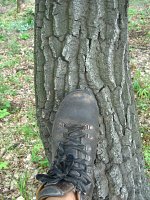 summer photograph HongaarsexMos_Eik__Quercus_frainettoxcerris__HungarianxTurkey_oakimg_1111.jpg