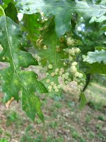 summer photograph HongaarsexMos_Eik__Quercus_frainettoxcerris__HungarianxTurkey_oakimg_1112.jpg