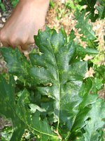 summer photograph HongaarsexMos_Eik__Quercus_frainettoxcerris__HungarianxTurkey_oakimg_1113.jpg