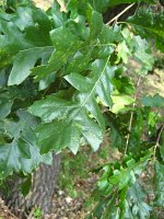 summer photograph HongaarsexMos_Eik__Quercus_frainettoxcerris__HungarianxTurkey_oakimg_1114.jpg