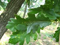 summer photograph HongaarsexMos_Eik__Quercus_frainettoxcerris__HungarianxTurkey_oakimg_1115.jpg