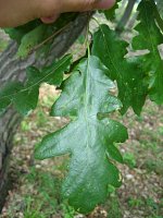 summer photograph HongaarsexMos_Eik__Quercus_frainettoxcerris__HungarianxTurkey_oakimg_1116.jpg