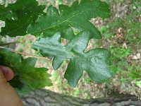 summer photograph HongaarsexMos_Eik__Quercus_frainettoxcerris__HungarianxTurkey_oakimg_1117.jpg