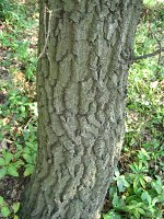 summer photograph HongaarsexMos_Eik__Quercus_frainettoxcerris__HungarianxTurkey_oakimg_1133.jpg