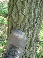 summer photograph HongaarsexMos_Eik__Quercus_frainettoxcerris__HungarianxTurkey_oakimg_1134.jpg