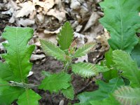 summer photograph Moseik__Quercus_cerris__Turkey_oakimg_1100.jpg