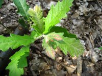 summer photograph Moseik__Quercus_cerris__Turkey_oakimg_1102.jpg