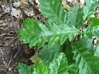 summer photograph Moseik__Quercus_cerris__Turkey_oakimg_1106.jpg