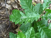 summer photograph Moseik__Quercus_cerris__Turkey_oakimg_1106.jpg