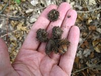 summer photograph Moseik__Quercus_cerris__Turkey_oakimg_1107.jpg