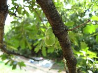 summer photograph Moseik__Quercus_cerris__Turkey_oakimg_1136.jpg