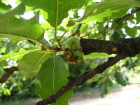 summer photograph Moseik__Quercus_cerris__Turkey_oakimg_1137.jpg