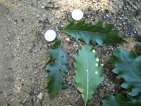 summer photograph Moseik__Quercus_cerris__Turkey_oakimg_1503.jpg