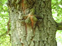 summer photograph Moseik__Quercus_cerris__Turkey_oakimg_1509.jpg