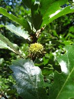 summer photograph Moseik__Quercus_cerris__Turkey_oakimg_1516.jpg