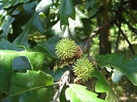 summer photograph Moseik__Quercus_cerris__Turkey_oakimg_1531.jpg