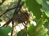 summer photograph Moseik__Quercus_cerris__Turkey_oakimg_1532.jpg