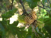 summer photograph Moseik__Quercus_cerris__Turkey_oakimg_1533.jpg