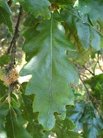 summer photograph Moseik__Quercus_cerris__Turkey_oakimg_1534.jpg