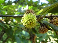 summer photograph Moseik__Quercus_cerris__Turkey_oakimg_1535.jpg