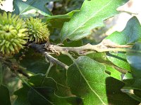 summer photograph Moseik__Quercus_cerris__Turkey_oakimg_1538.jpg