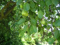 summer photograph Peer__Pyrus_communis__Pearimg_1307.jpg