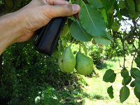 summer photograph Peer__Pyrus_communis__Pearimg_1308.jpg