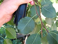 summer photograph Peer__Pyrus_communis__Pearimg_1309.jpg