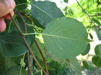 summer photograph Peer__Pyrus_communis__Pearimg_1310.jpg