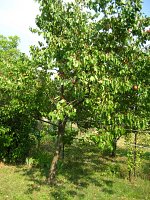summer photograph Perzik__Prunus_persica__Peachimg_1043.jpg